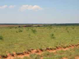 Image of damage from June 12, 2005 storm in Kent County,  northwest of Jayton