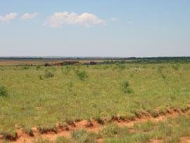 Image of damage from June 12, 2005 storm in Kent County,  northwest of Jayton