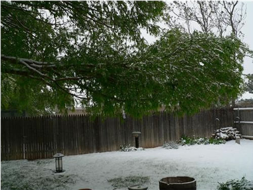 Picture of snow. (Take by Erin Shaw)