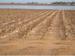 Picture of rain and hail impacts around Terry county.  Image was taken on Friday, 22 October 2010.  Click on the image for a larger view.