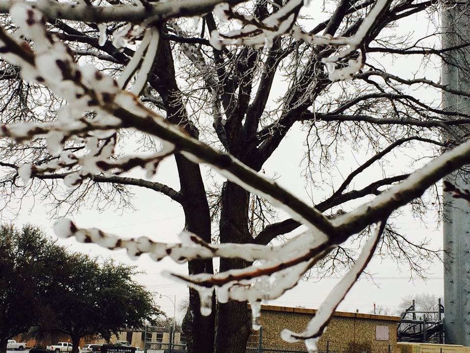 Significant ice accumulation on a tree branch in Lubbock on Friday afternoon (2 Dec. 2015).