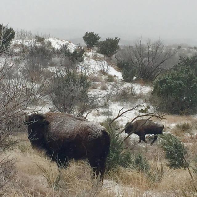 Wintry seen in Caprock Canyons State Park on February 23rd. The image is courtesy of Earl Nottingham.