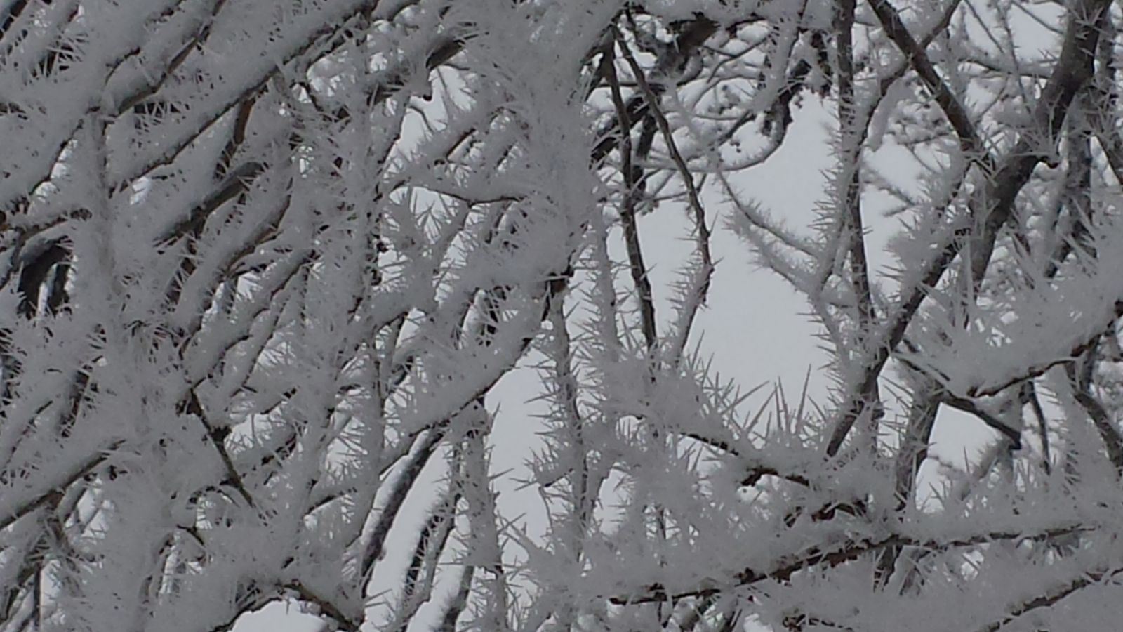 A view of incredible riming on a tree in Lubbock on March 1, 2015. Click on the image for a more detailed view.
