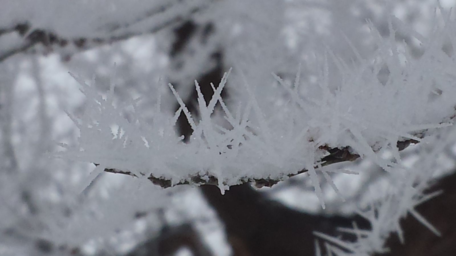 A view of incredible riming on a tree in Lubbock on March 1, 2015. Click on the image for a more detailed view.