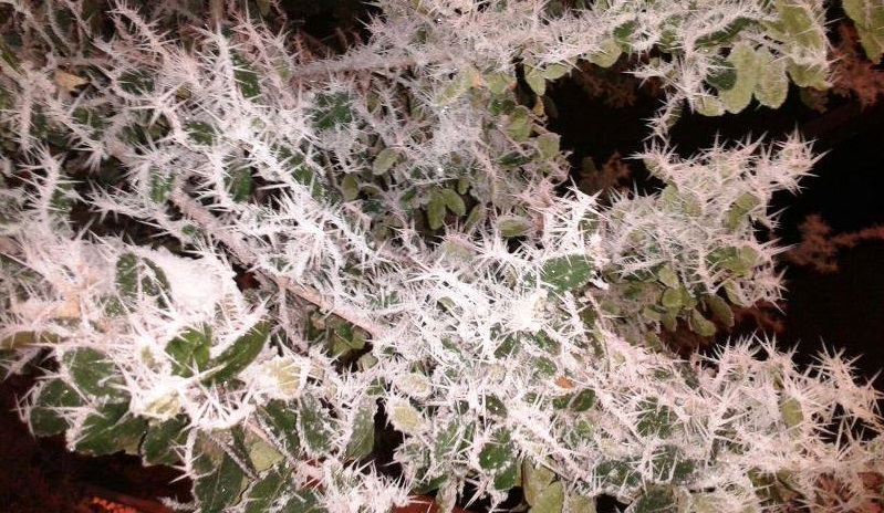 Hoar frost which developed on objects across the area on the night of Feb 28th