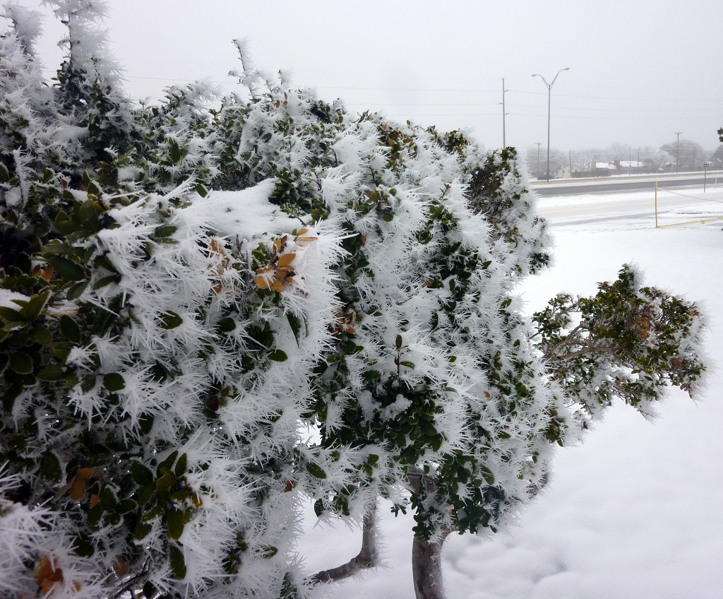 A view of incredible riming on a bush in Lubbock on March 1, 2015. Click on the image for a more detailed view.