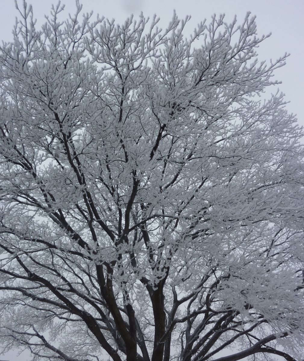 A view of incredible riming on a tree in Lubbock on March 1, 2015. Click on the image for a more detailed view.