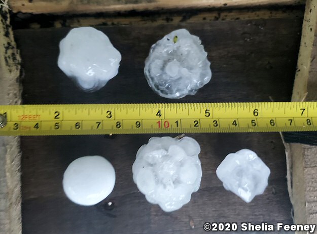 Hail up to tennis ball size was noted at Mountain Home (Baxter County) on 05/03/2020, although the largest stones in the photo reached the size of ping pong balls. The photo is courtesy of Shelia Feeney.