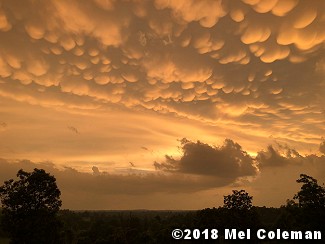 Mammatus clouds (noted when it is turbulent/stormy) were spectacular in parts of northern Arkansas on 06/02/2018. The photo is courtesy of Mel Coleman.