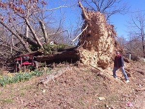 Huge trees were uprooted near Possum Grape (Jackson County).