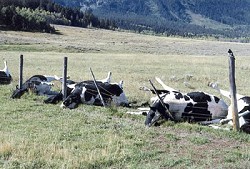 Lightning struck a metallic fence, with the current traveling along the fence. Cows touching the fence were killed.