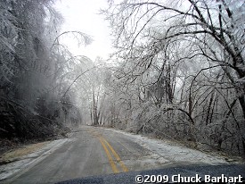 The weight of the ice was too much for these trees just north of Hindsville (Madison County).