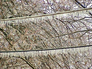 Trees and power lines were covered with ice in the Little Rock (Pulaski County) area.