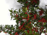 snow covered bushes
