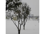 live oak trees
