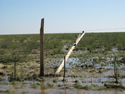 snapped telephone pole and flooded field