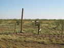 snapped telephone pole and flooded field