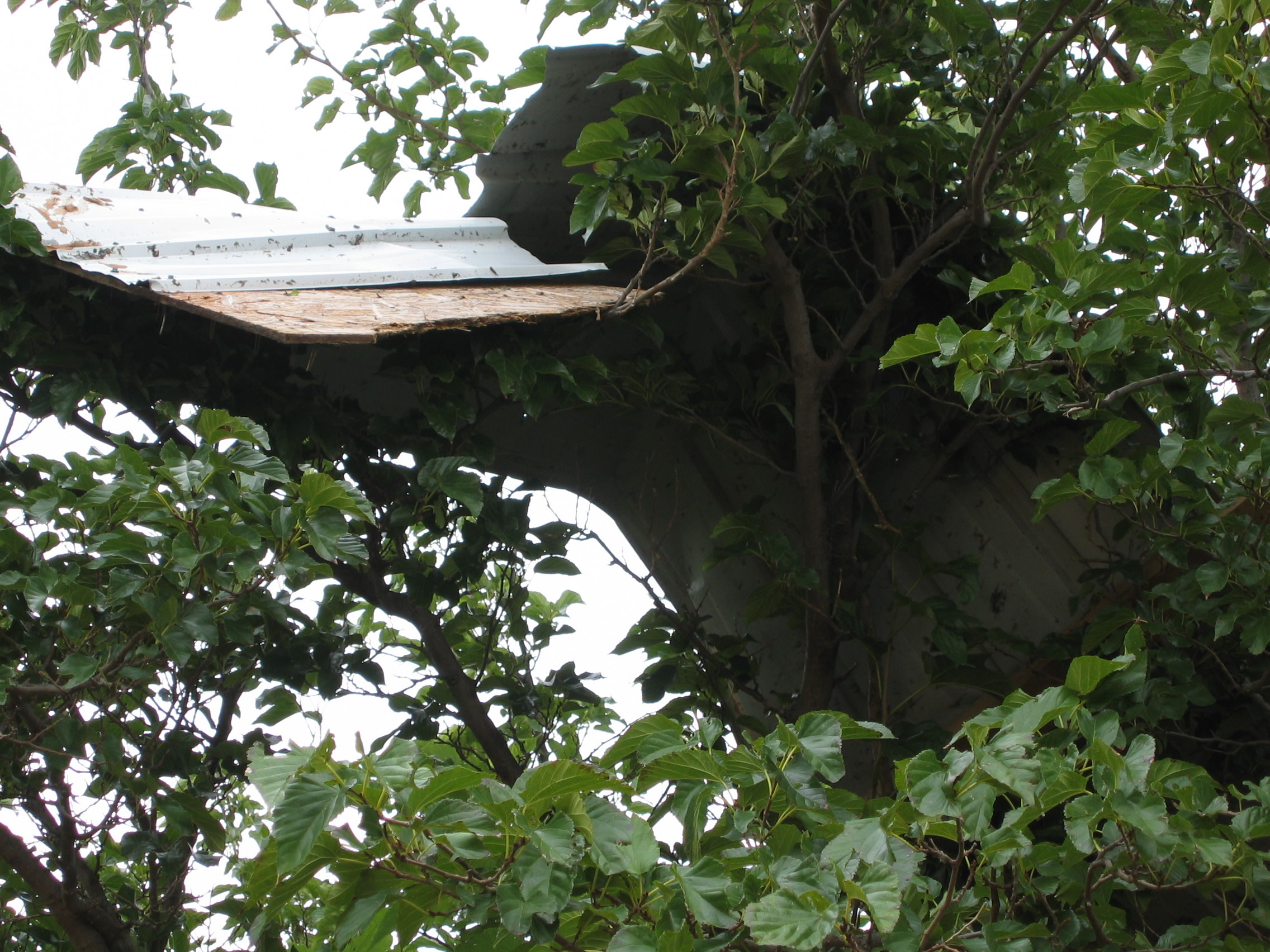 Photo of roofing material from first house resting in a tree by the undamaged house.