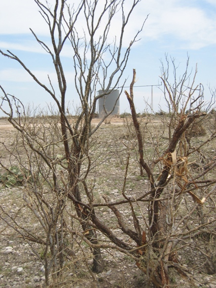 Mesquite was stripped by the damage. 