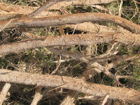 Cedar trees were debarked by the tornado.