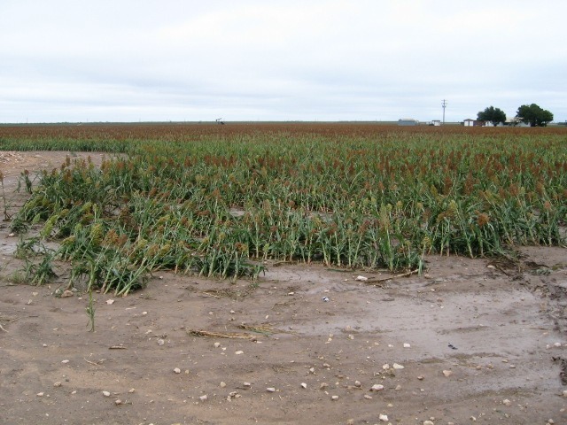 Photo of bent sorghum crops bent towards the north northeast near their bases.