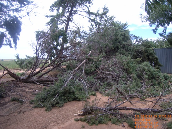 Cedar Trees