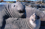 Large, dominant male Elephant seals establish harem areas where they willmate with several females during a season. (photo: Kip Evans)