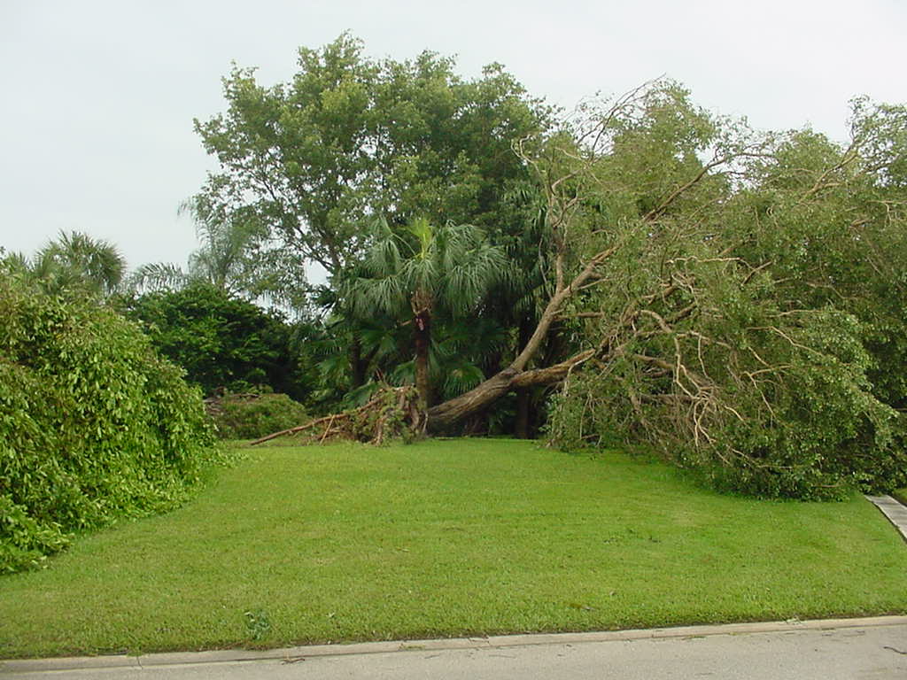 Tree Damage in The Bluffs