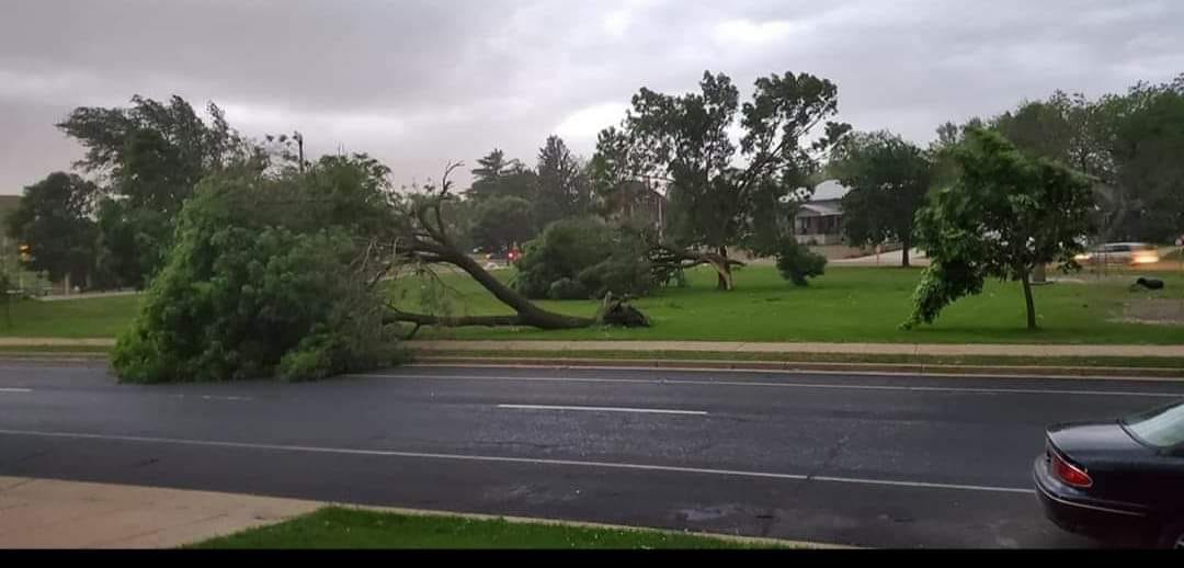 Portage Tree Damage 2