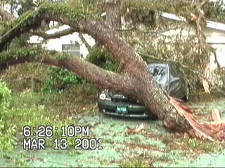 tree on a car