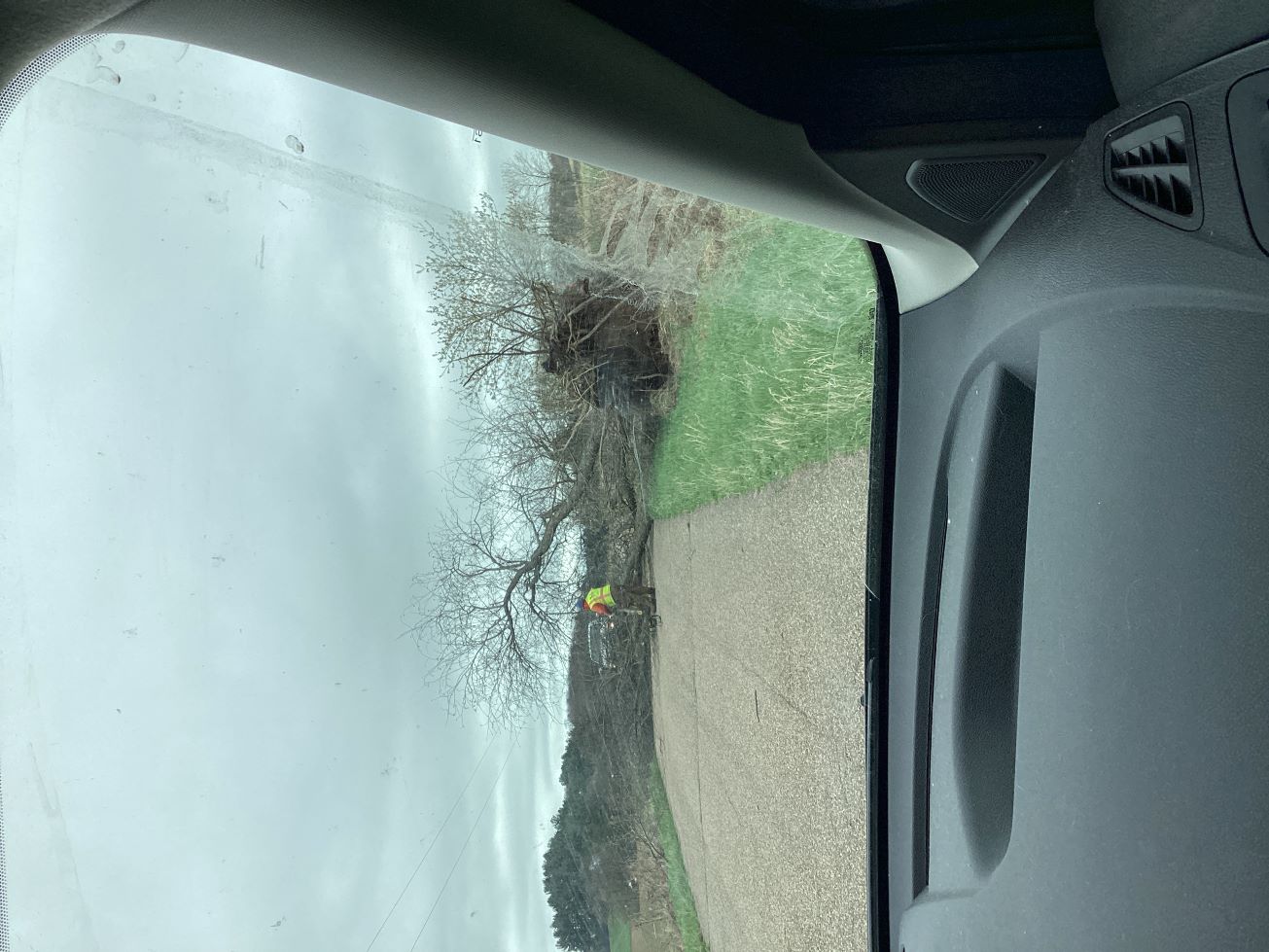 damaged trees