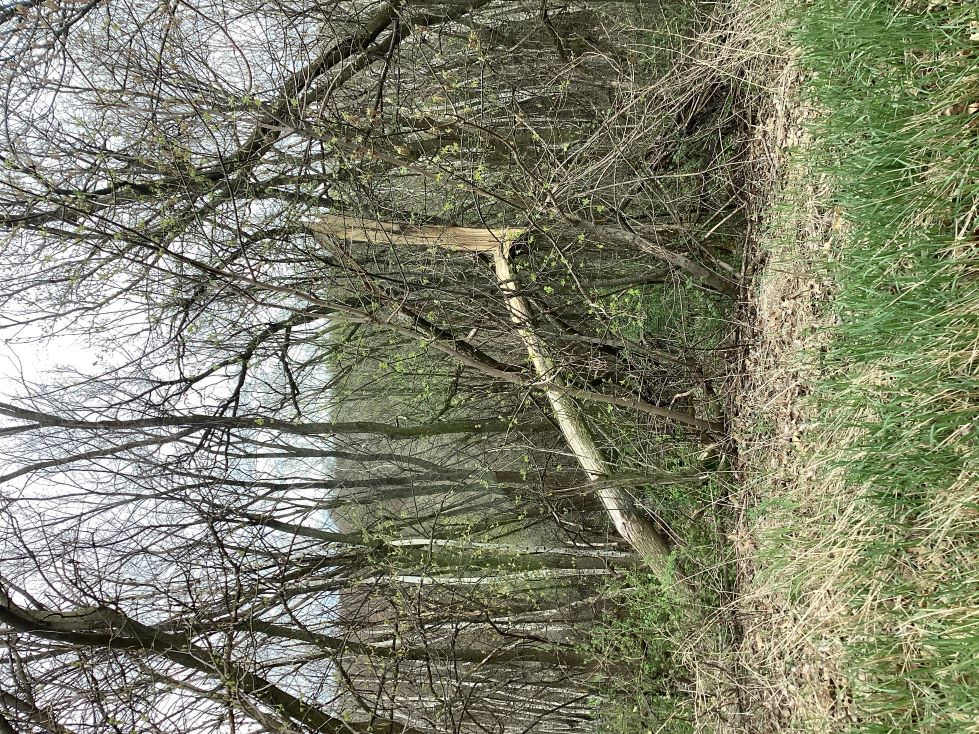 Tree Damage
