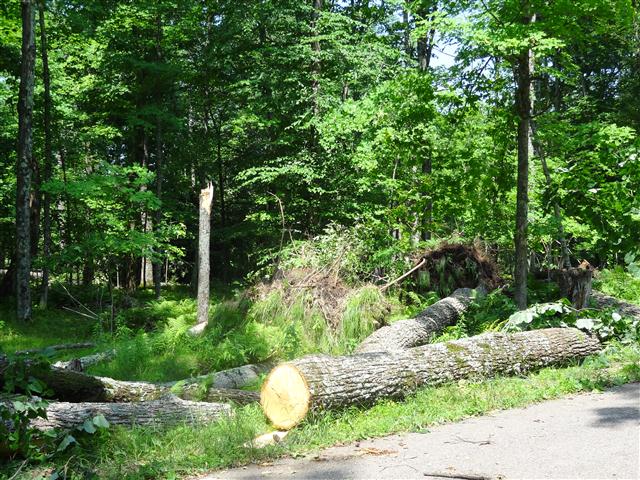 Tree damage around Sawyer Lake