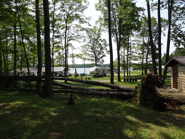 Tree damage around Sawyer Lake