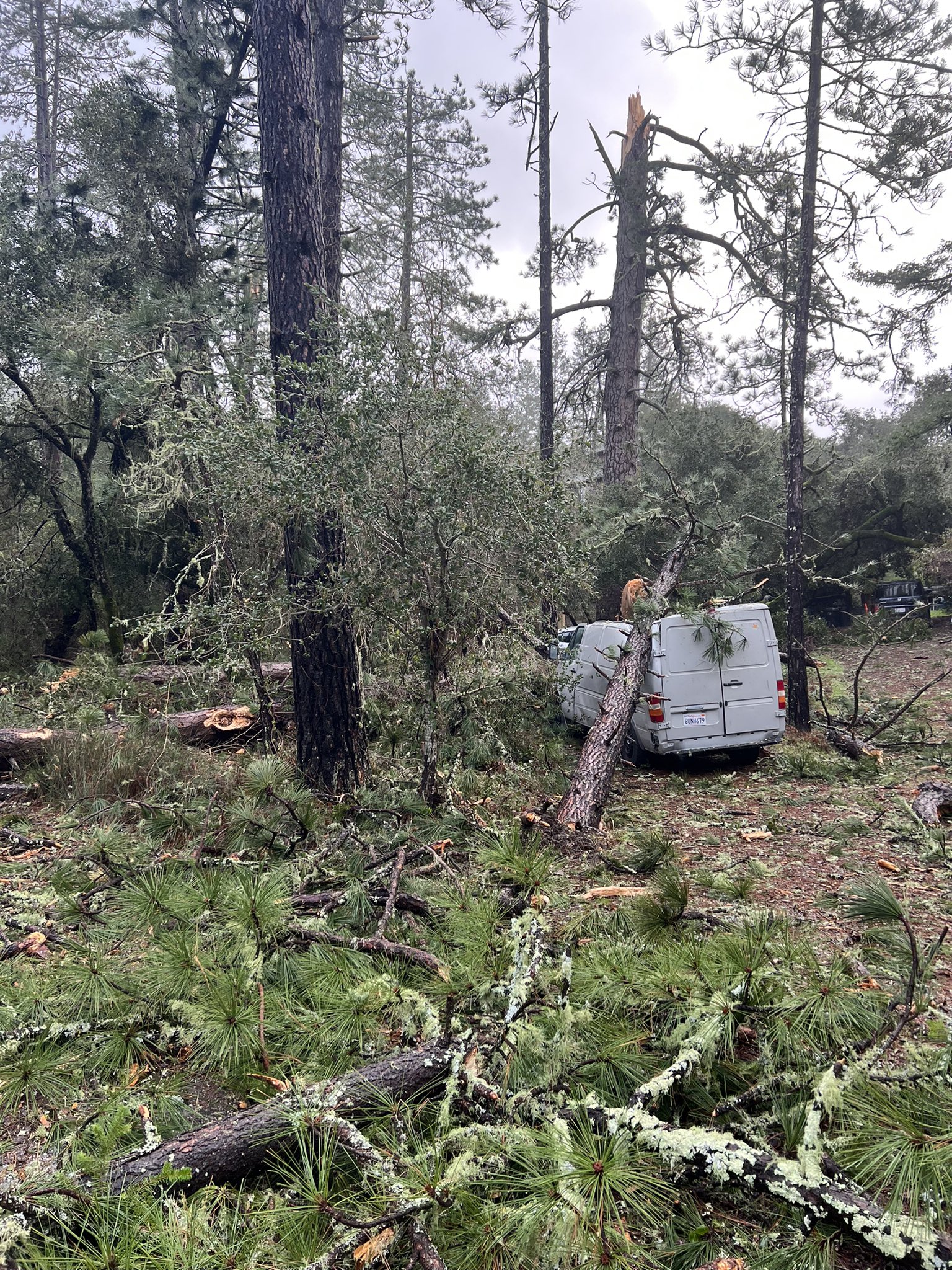 Wind Damage in Ben Lomond
