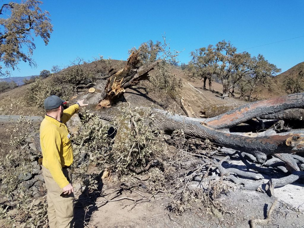 Tree Damage