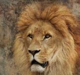 picture of Lion