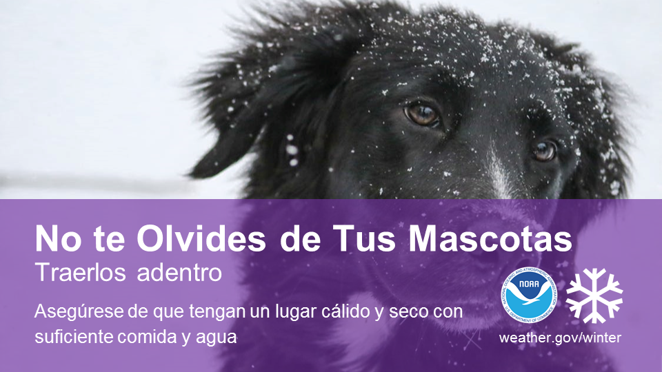 NO OLVIDE A SUS MASCOTAS. Incluso con su capa de pelo natural, el invierno puede ser mortal para sus mascotas sin el cuidado adecuado. Manténgalas calientes y secas, y en interiores de ser posible. Ofrezca agua y comida abundante. La deshidratación es especialmente peligrosa durante el invierno. Cuando estén al aire libre, manténgalas bien arropadas. Limite el tiempo al exterior, y límpielas rigurosamente (incluyendo las patas) antes de entrarlas.