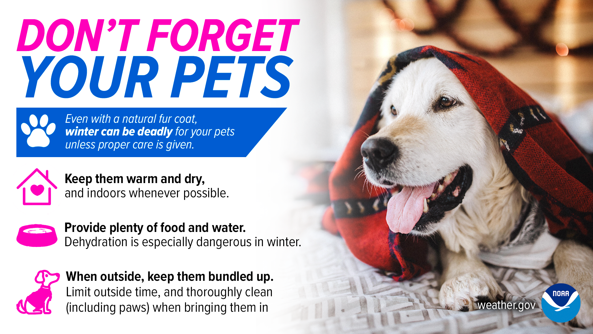 Don’t forget your pets! Even with a natural fur coat, winter can be deadly for your pets unless proper care is given. Keep them warm and dry, and indoors whenever possible. Provide plenty of food and water. Dehydration is especially dangerous in winter. When outside, keep them bundled up. Limit outside time, and thoroughly clean, including paws, when bringing them in.