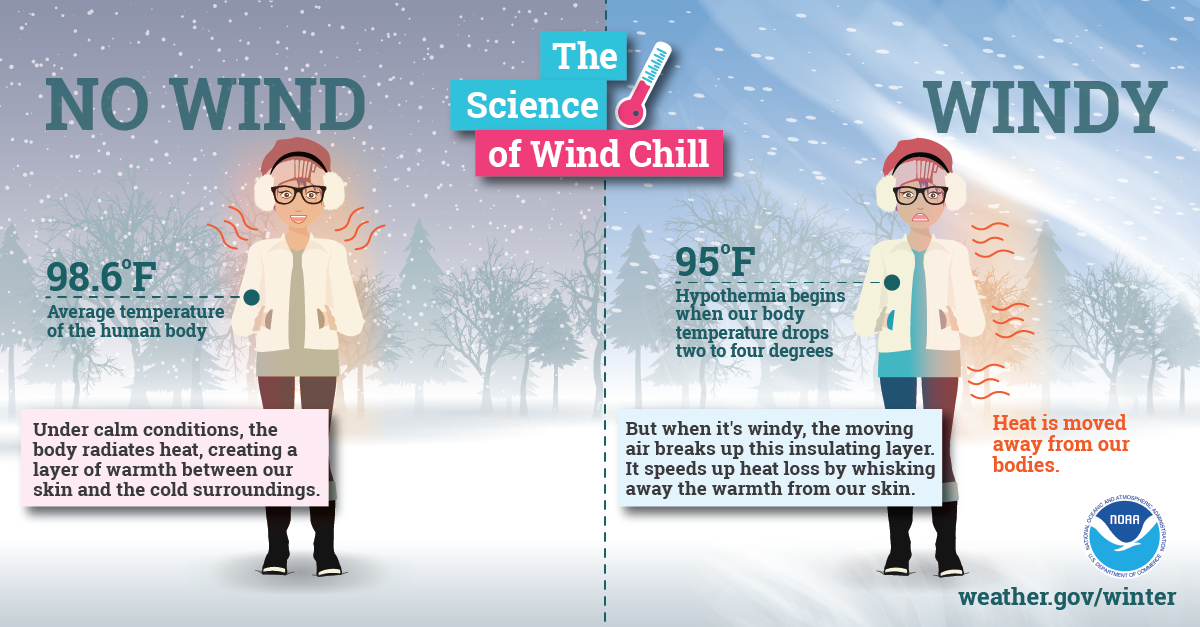 Infographic - The Science of Wind Chill. The average temperature of the human body is 98.6 degrees fahrenheit. Under calm conditions, the body radiates heat, creating a layer of warmth between or skin and the cold surroundings. But when it's windy, the moving air breaks up this insulating layer. It speeds up heat loss by whisking away the warmth from our skin. Hypothermia begins when our body temperature drops two to four degrees.