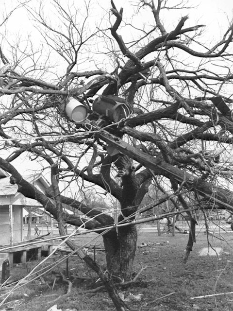 OKC Survivor Tree doing well after damaged in wintry weather