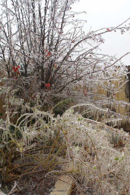 Ice Storm Photo