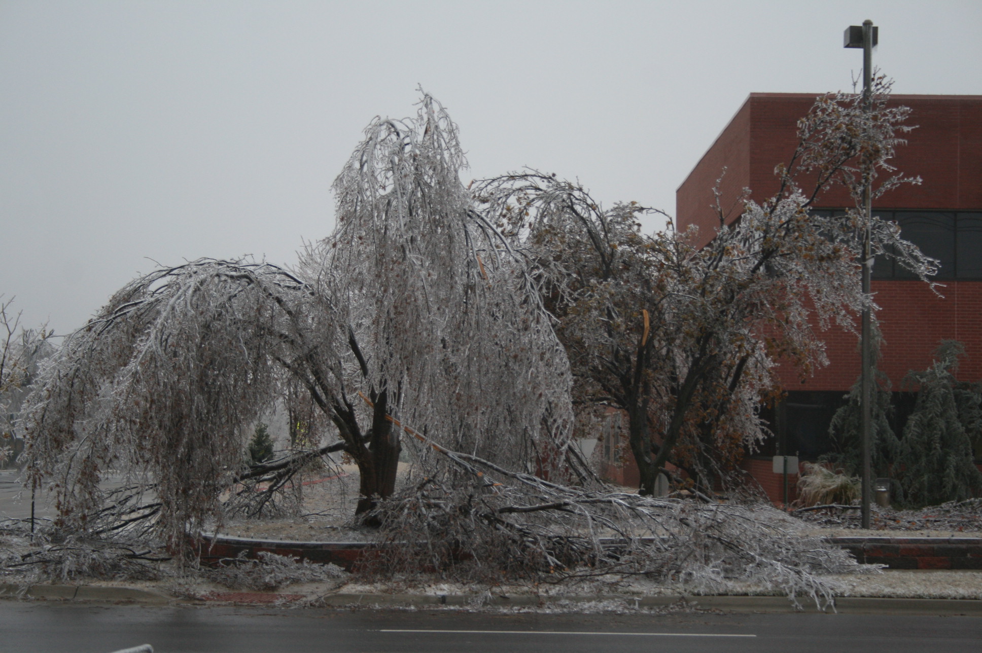 Ледяной шторм в китае. Ледяной шторм известный цветок Ива. Ice Storm. Ice Storm 6 цвет. Ледяной шторм известный цветок берёза.