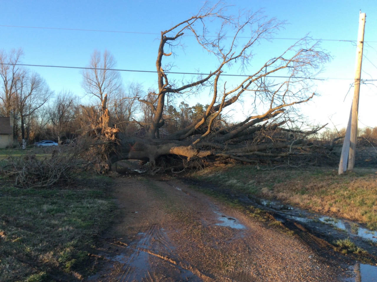 Photo of uprooted tree