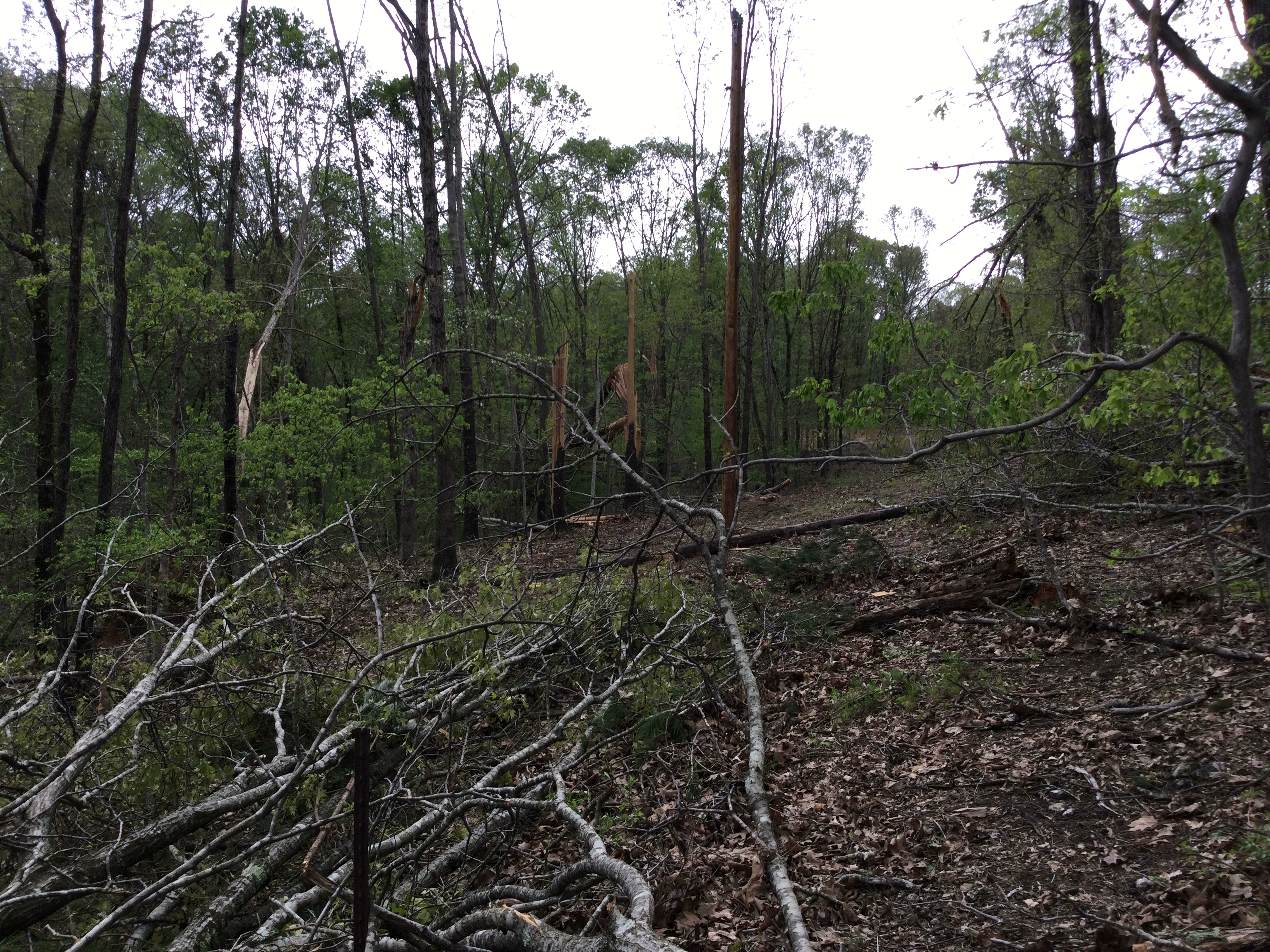 Photo of tree blowdown