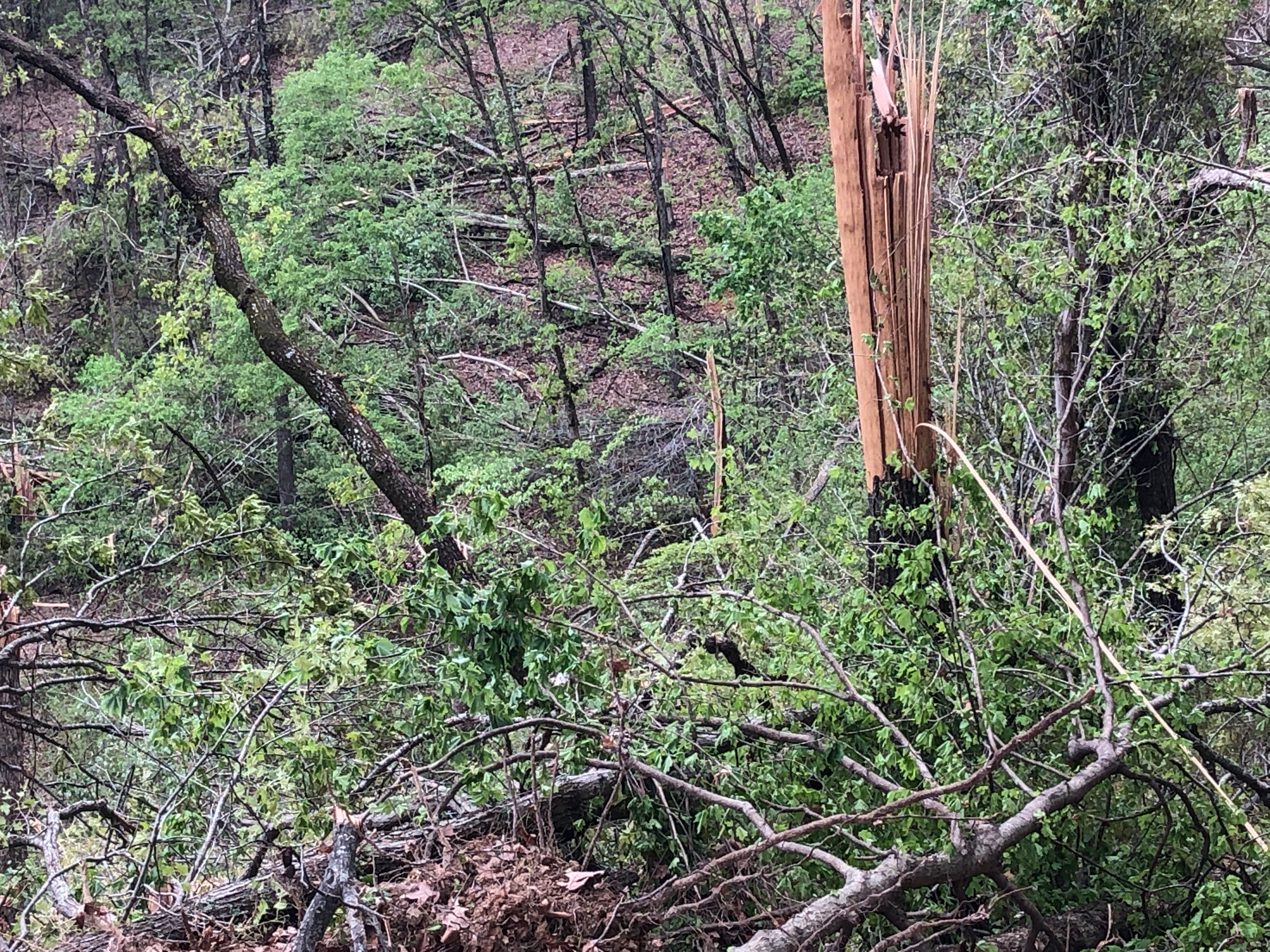 Photo of trees down