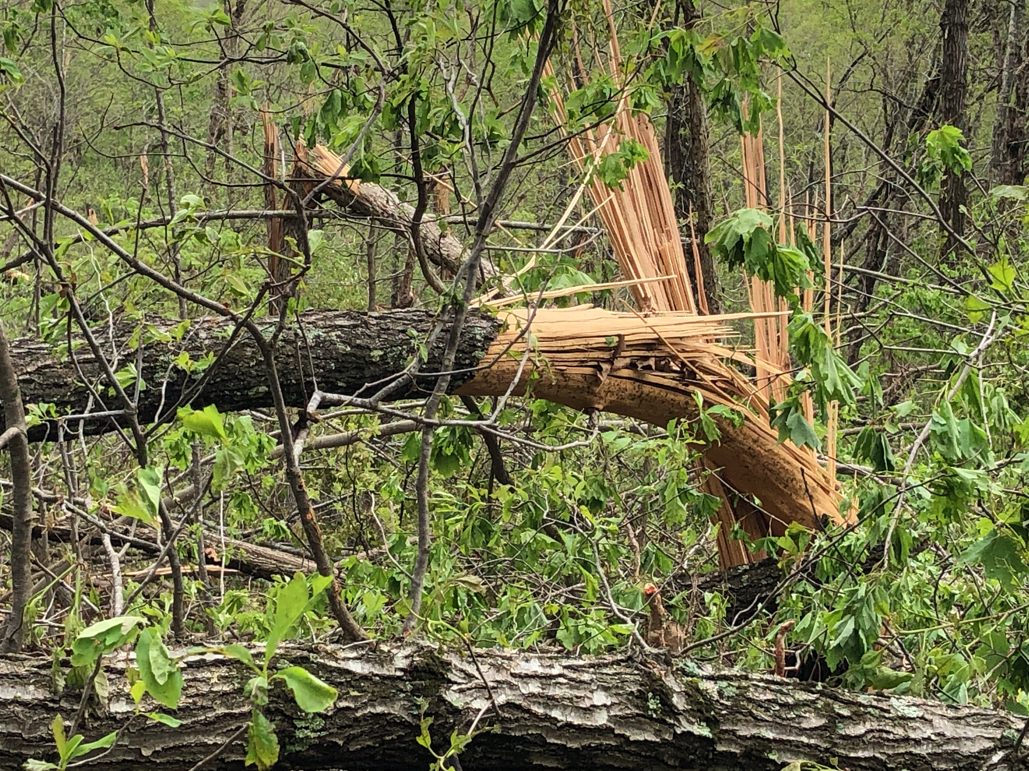 Photo of trees snapped