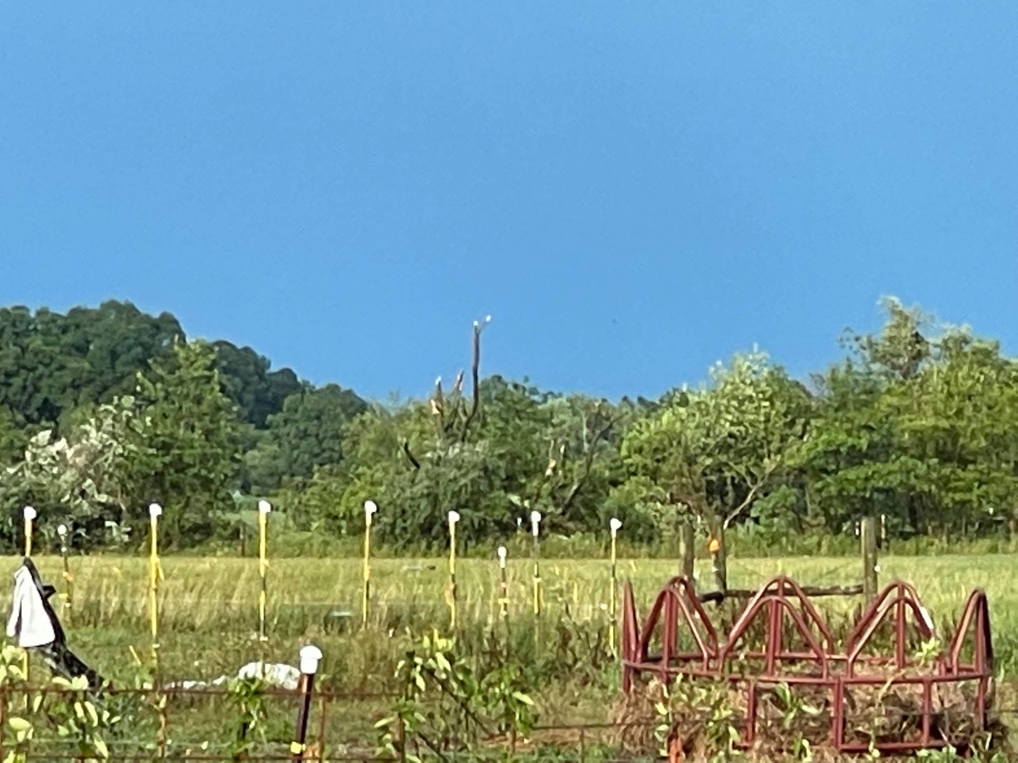 Tree damage