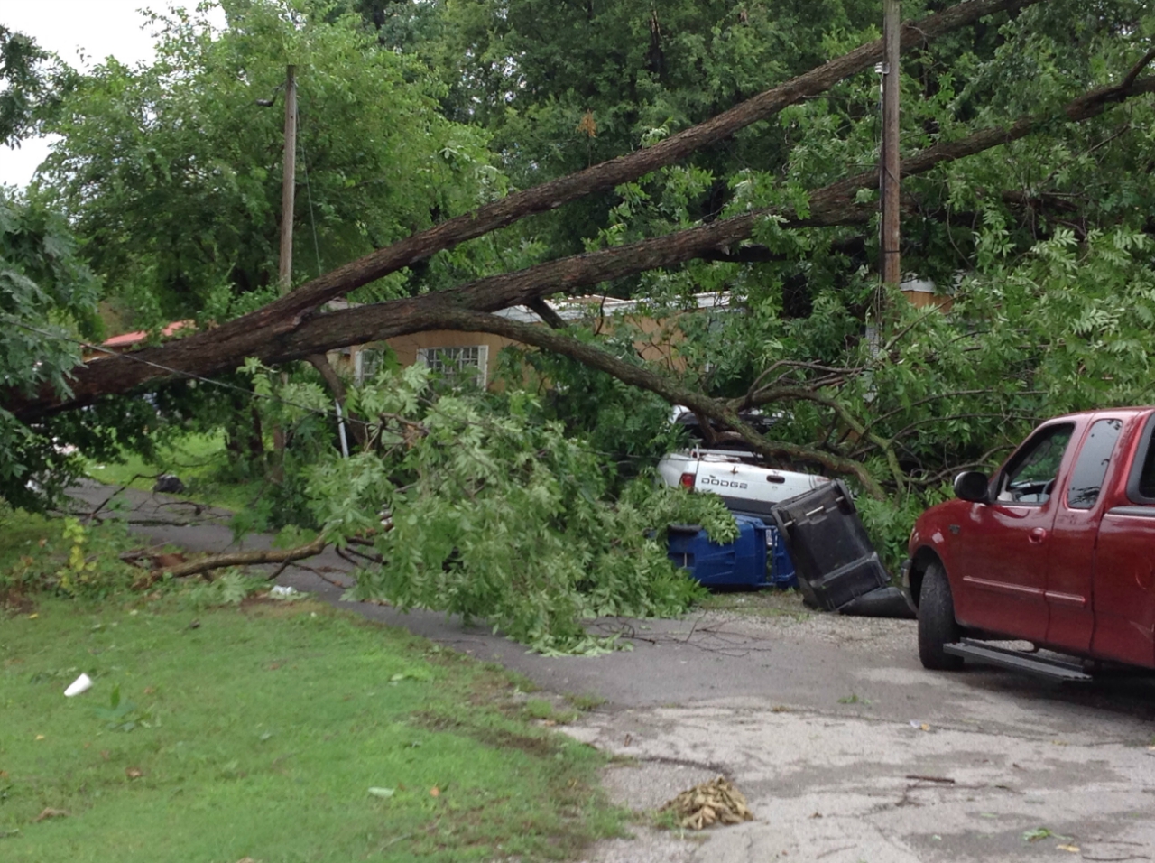 Tree damage in Metropolis, IL