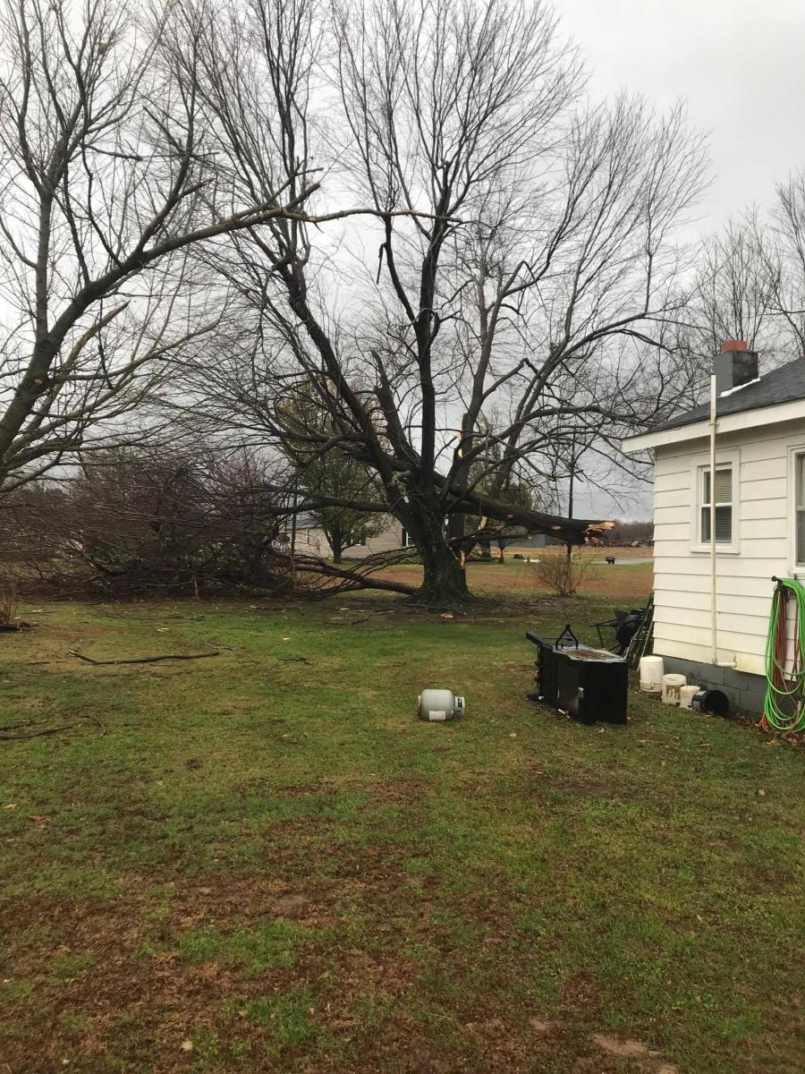 Photo of tree damage in Bremen, KY
